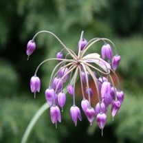 Allium macranthum  Photo: A. Hoog
